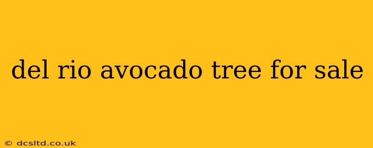 del rio avocado tree for sale