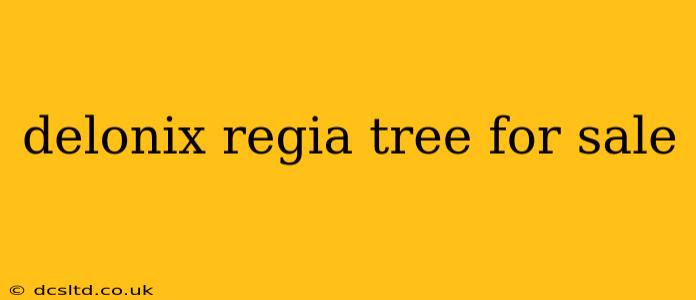 delonix regia tree for sale