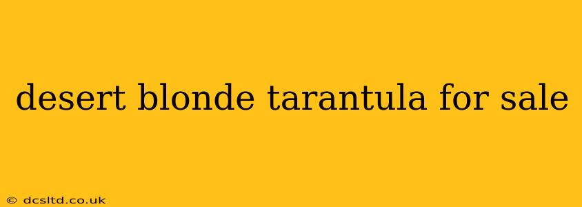 desert blonde tarantula for sale
