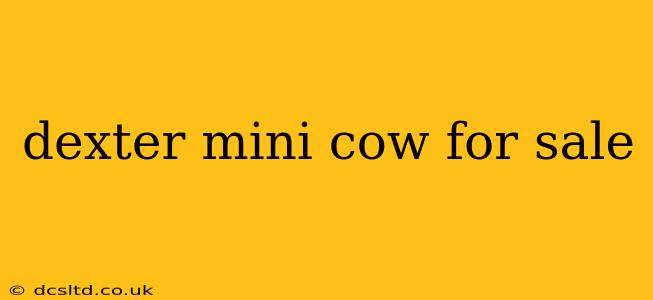 dexter mini cow for sale