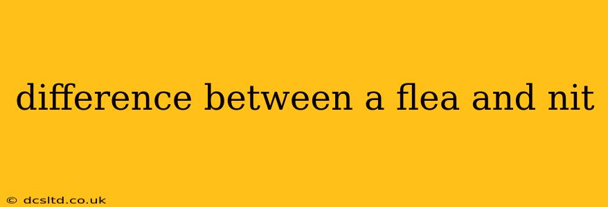 difference between a flea and nit