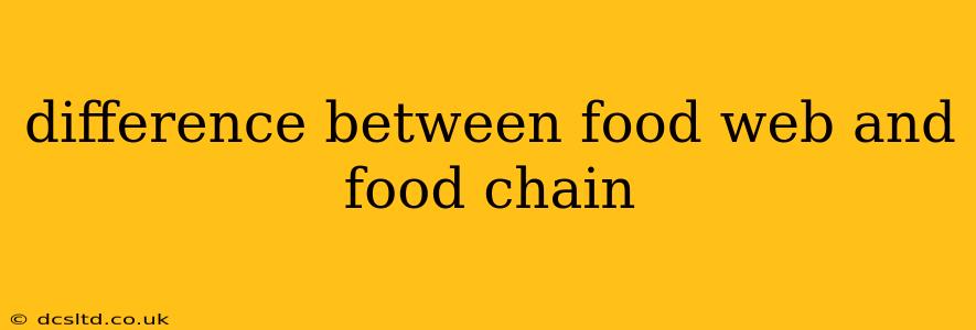 difference between food web and food chain