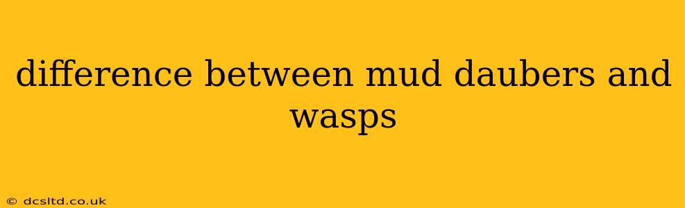 difference between mud daubers and wasps