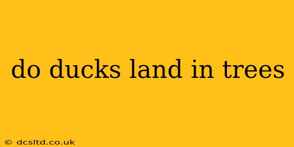 do ducks land in trees