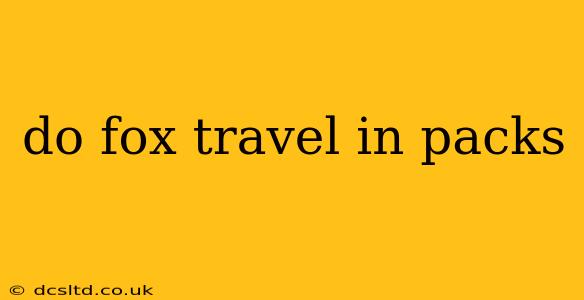 do fox travel in packs