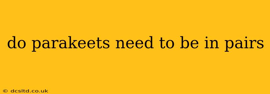 do parakeets need to be in pairs