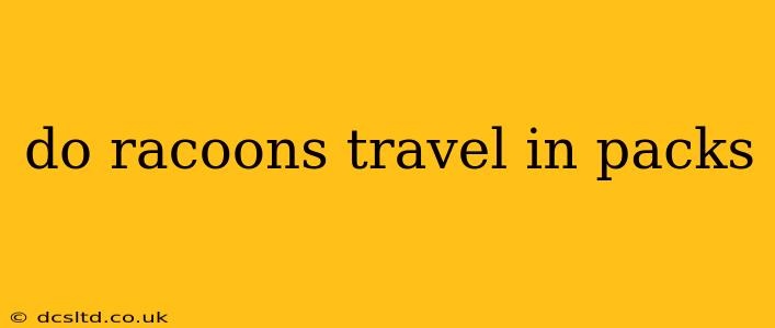 do racoons travel in packs