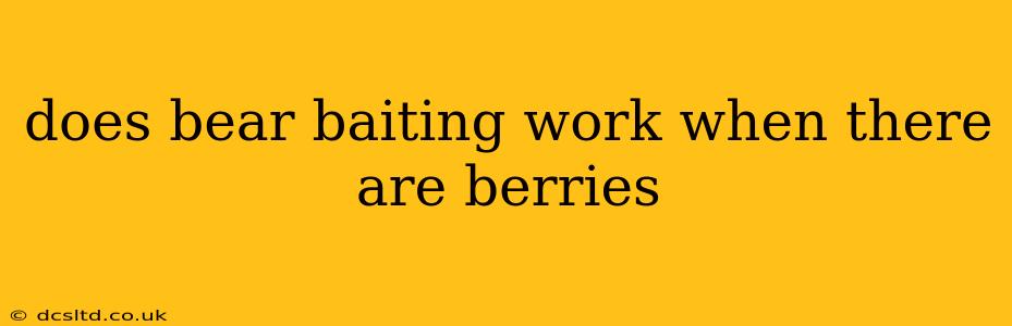 does bear baiting work when there are berries