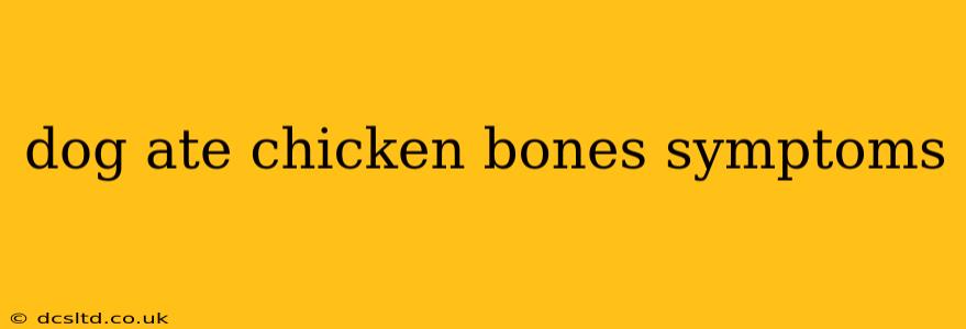 dog ate chicken bones symptoms