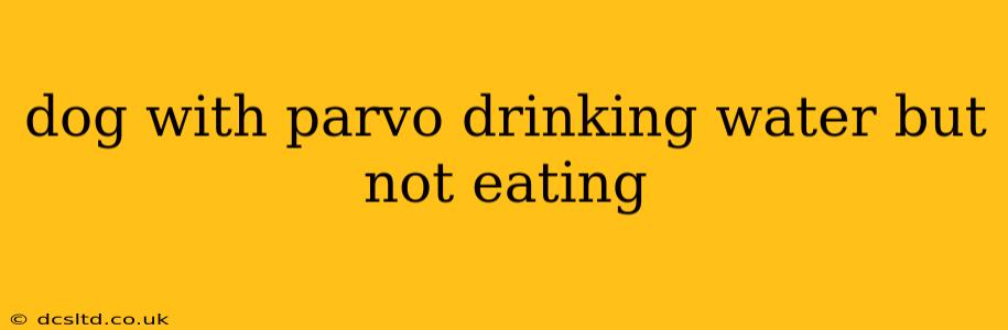dog with parvo drinking water but not eating