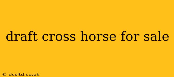 draft cross horse for sale