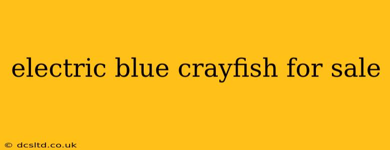 electric blue crayfish for sale