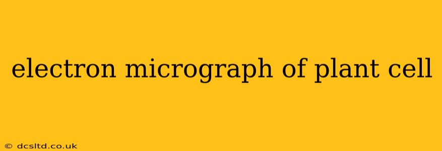 electron micrograph of plant cell