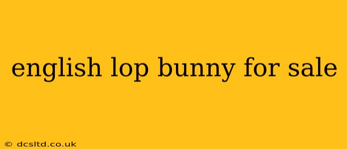 english lop bunny for sale