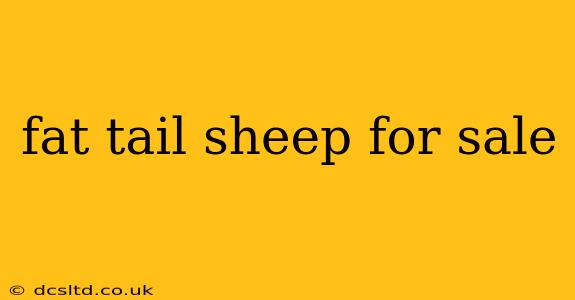 fat tail sheep for sale