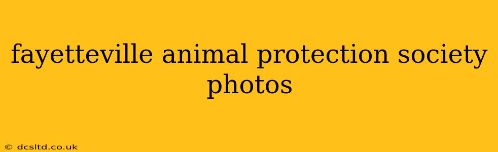 fayetteville animal protection society photos
