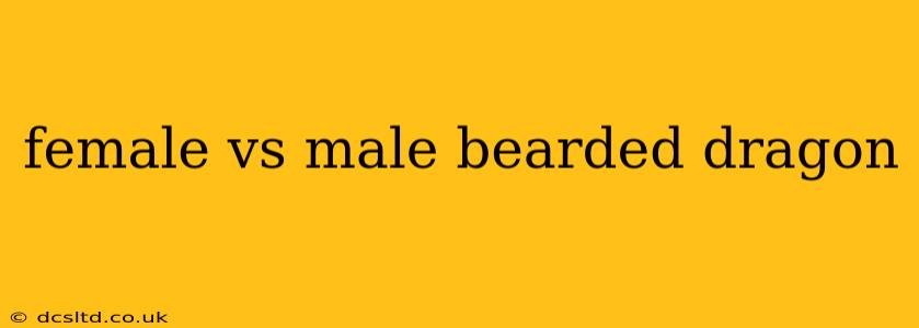female vs male bearded dragon