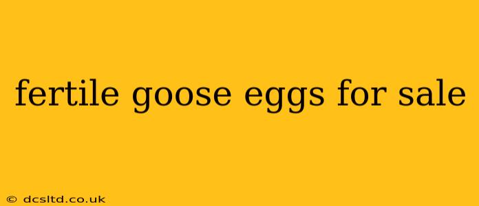 fertile goose eggs for sale