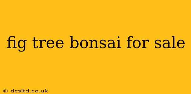 fig tree bonsai for sale