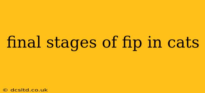 final stages of fip in cats