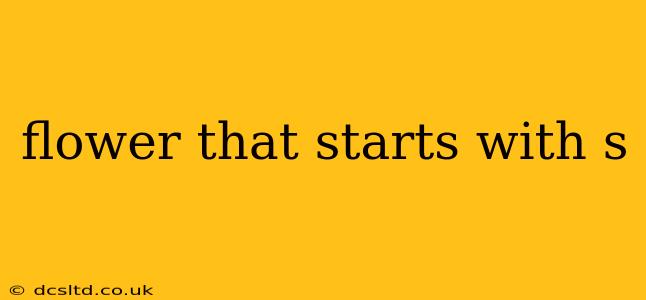 flower that starts with s