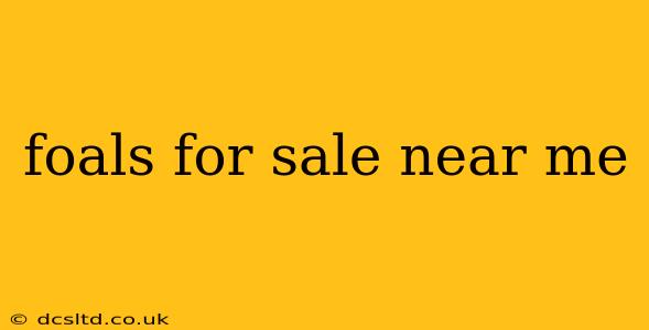 foals for sale near me