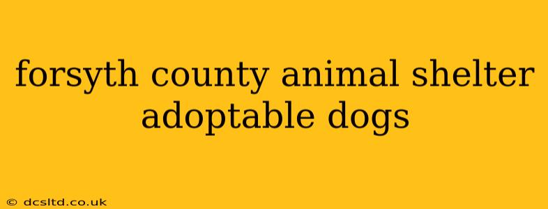 forsyth county animal shelter adoptable dogs