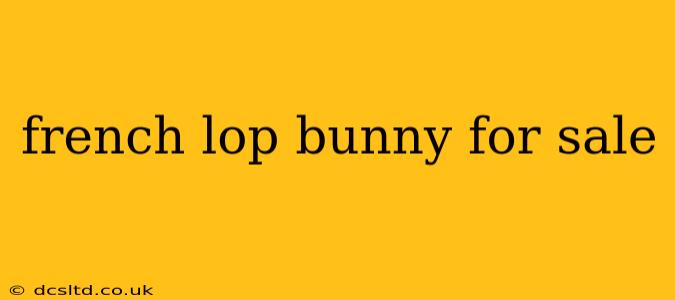 french lop bunny for sale
