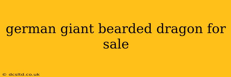 german giant bearded dragon for sale