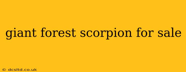 giant forest scorpion for sale