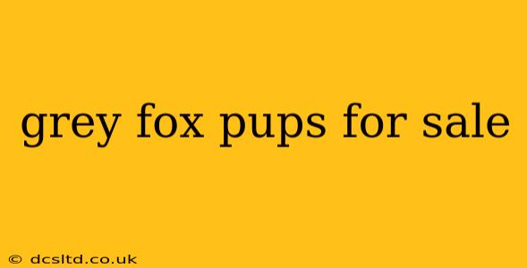 grey fox pups for sale