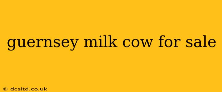 guernsey milk cow for sale