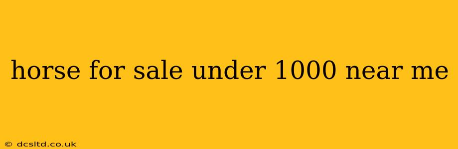 horse for sale under 1000 near me
