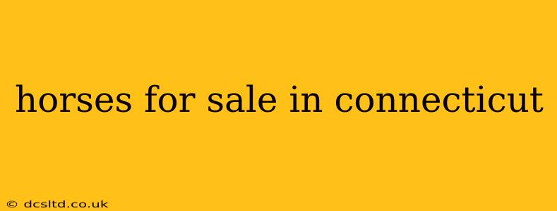 horses for sale in connecticut