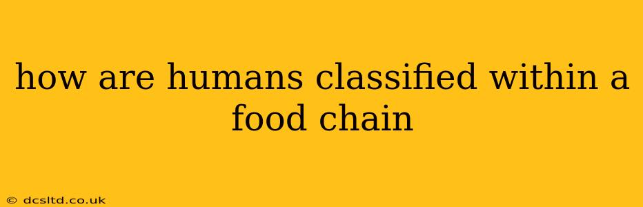 how are humans classified within a food chain