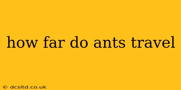how far do ants travel