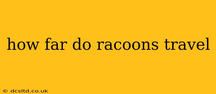 how far do racoons travel