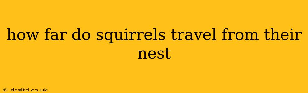 how far do squirrels travel from their nest