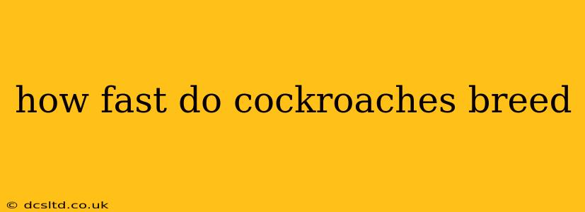 how fast do cockroaches breed