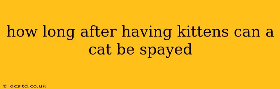 how long after having kittens can a cat be spayed