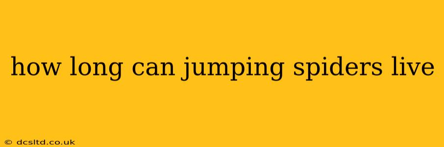 how long can jumping spiders live
