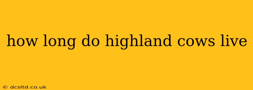 how long do highland cows live
