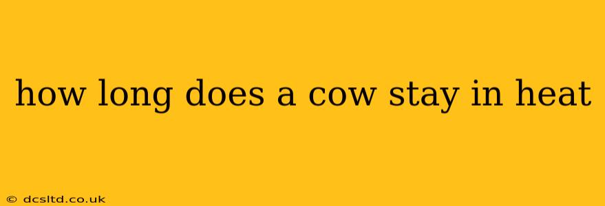 how long does a cow stay in heat