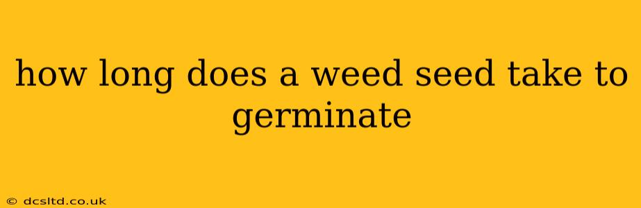 how long does a weed seed take to germinate