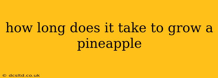 how long does it take to grow a pineapple