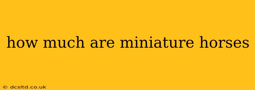 how much are miniature horses