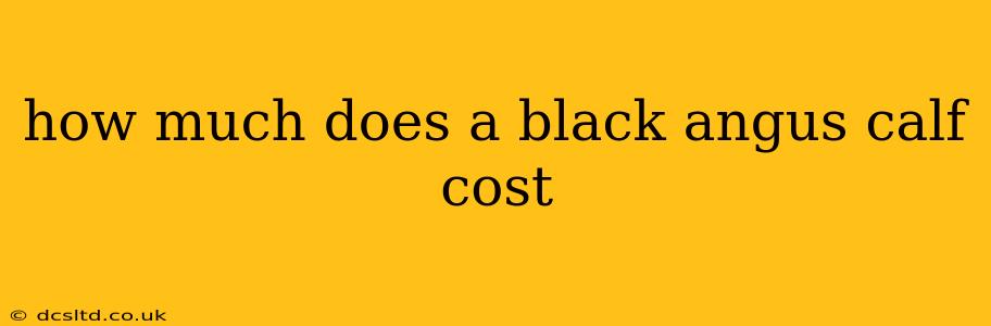 how much does a black angus calf cost
