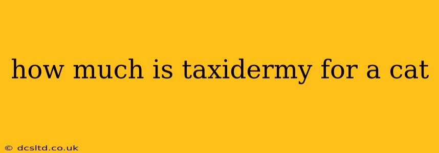 how much is taxidermy for a cat