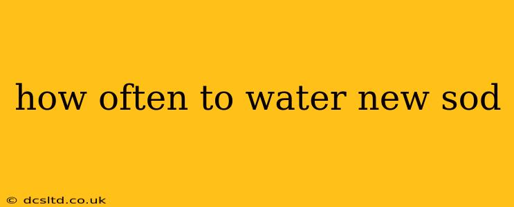 how often to water new sod