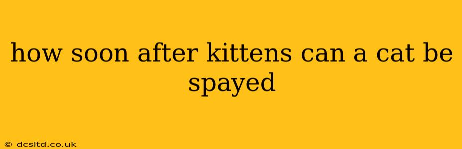 how soon after kittens can a cat be spayed